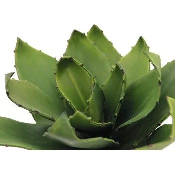 EUROPALMS pianta artificiale agave, EVA, verde, 35 cm 82530576