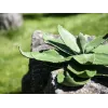 EUROPALMS pianta artificiale agave, EVA, verde, 35 cm 82530576