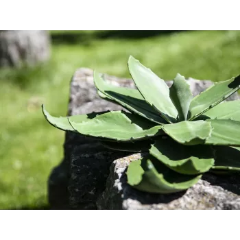 EUROPALMS pianta artificiale agave, EVA, verde, 35 cm 82530576