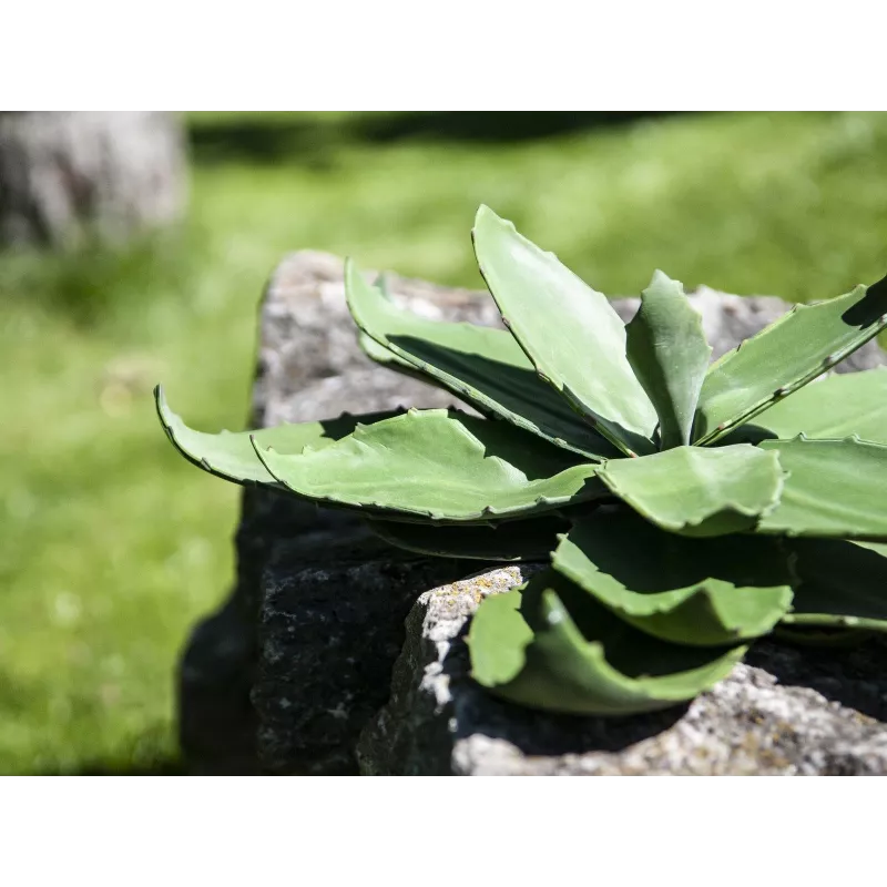 EUROPALMS pianta artificiale agave, EVA, verde, 35 cm 82530576
