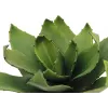 EUROPALMS pianta artificiale agave, EVA, verde, 35 cm 82530576