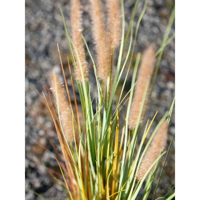 EUROPALMS erba delle fontane artificiale, 120 cm 82600121