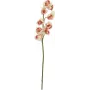 EUROPALMS ramo artificiale di Cymbidium, crema-rosa, 90cm 82530311