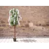 EUROPALMS albero della pioggia dorata artificiale, fiori bianchi, 180cm 82507106