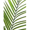 EUROPALMS Pianta artificiale Areca a foglia larga, 165 cm 82509441