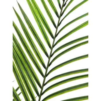 EUROPALMS Pianta artificiale Areca a foglia larga, 165 cm 82509441
