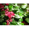 EUROPALMS Pianta artificiale Bougainvillea, rosa, 150 cm 82507055
