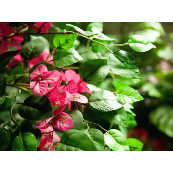 EUROPALMS Pianta artificiale Bougainvillea, rosa, 150 cm 82507055
