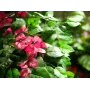 EUROPALMS Pianta artificiale Bougainvillea, rosa, 150 cm 82507055