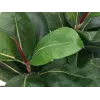 EUROPALMS Pianta artificiale ficus elastica, 120 cm 82600150