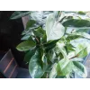 EUROPALMS Pianta artificiale ficus elastica, 120 cm 82600150