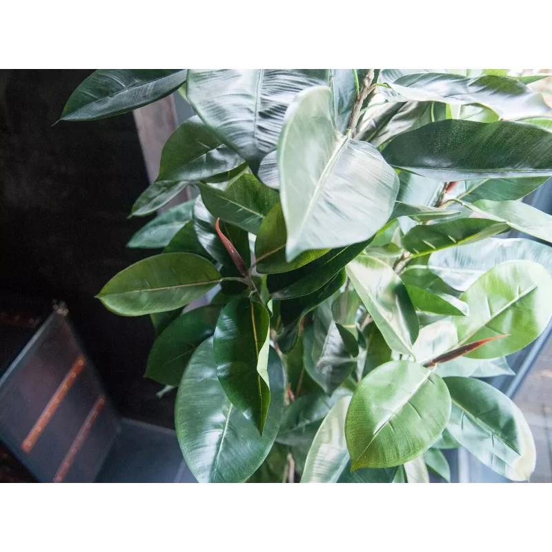 EUROPALMS Pianta artificiale ficus elastica, 120 cm 82600150