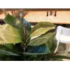 EUROPALMS Pianta artificiale ficus elastica, 120 cm 82600150
