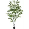 EUROPALMS betulla artificiale, 210 cm 82505232