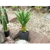 EUROPALMS agave in vaso, pianta artificiale, 75cm 82600160