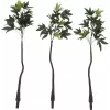 EUROPALMS Pachira albero del denaro artificiale, 160cm 82600165
