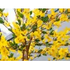 EUROPALMS albero di forsizia artificiale con 3 tronchi, giallo, 150cm 82507102