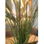 EUROPALMS erba di palude artificiale, 145cm, verde/marrone, in vaso 82600229