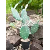 EUROPALMS cactus a foglia pianta artificiale, 76 cm, in vaso, verde 82600064
