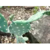 EUROPALMS cactus a foglia pianta artificiale, 76 cm, in vaso, verde 82600064