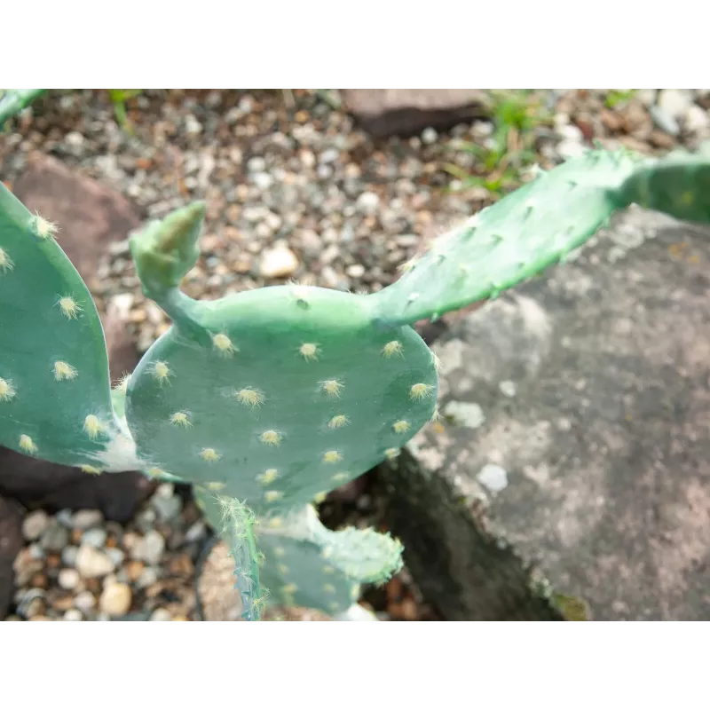 EUROPALMS cactus a foglia pianta artificiale, 76 cm, in vaso, verde 82600064