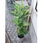 EUROPALMS pianta artificiale Dieffenbachia 120cm 82508306