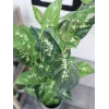 EUROPALMS pianta artificiale Dieffenbachia 120cm 82508306