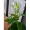 EUROPALMS Calla mini pianta di calla artificiale, bianco, 43 cm 82540347