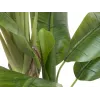 EUROPALMS banano artificiale, 170cm, foglie verdi, vaso nero 82509539