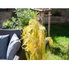EUROPALMS fascio di erba di palude artificiale, 118 cm 82600136