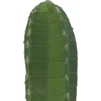 EUROPALMS Cactus messicano pianta artificiale, verde, 97 cm 82801070