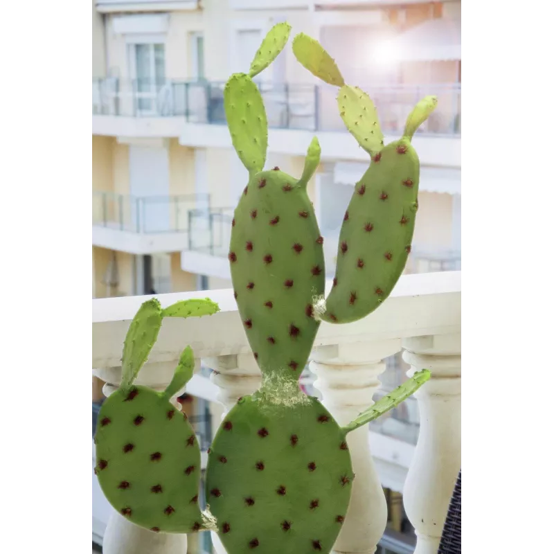 EUROPALMS Cactus foglia pianta artificiale, 75cm 82600068