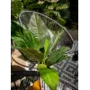 EUROPALMS Cespuglio di bietola artificiale, 45cm, verde 82508302