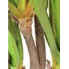 EUROPALMS Agave Sabretooth pianta artificiale, 185cm 82600030