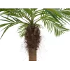EUROPALMS Luxor Palma phoenix artificiale curva, 240 cm 82510726