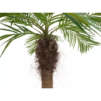 EUROPALMS Luxor Palma phoenix artificiale curva, 240 cm 82510726