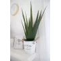 EUROPALMS pianta artificiale di aloe vera, 60 cm, vaso nero 82600167