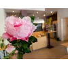EUROPALMS ramo di peonia Classic, pianta artificiale, rosa, 80 cm 82530210