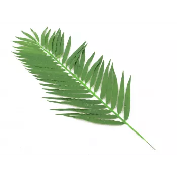 EUROPALMS foglie di palma da cocco, artificiali, 110 cm, confezione da 12 82509897