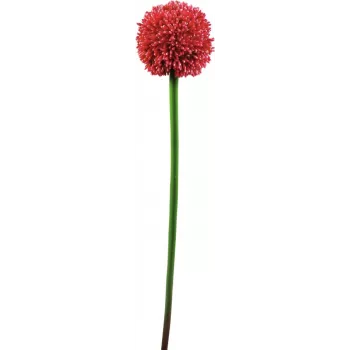 EUROPALMS stelo di allium artificiale, rosso, 55 cm 82530568