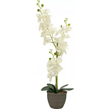 EUROPALMS orchidea pianta artificiale, crema, 80 cm 82530361