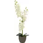 EUROPALMS orchidea pianta artificiale, crema, 80 cm 82530361