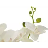 EUROPALMS orchidea pianta artificiale, crema, 80 cm 82530361