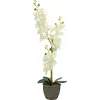 EUROPALMS orchidea pianta artificiale, crema, 80 cm 82530361
