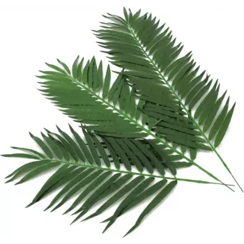 EUROPALMS fronde di palma da cocco artificiali, 80 cm, set da 12 pezzi 82509895