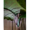 EUROPALMS Pianta artificiale Alocasia, 140 cm, verde, vaso nero 82508464