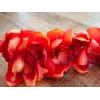 EUROPALMS Ramo di Cymbidium, artificiale, rosso, 90 cm (82530315)