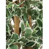 EUROPALMS Ficus benjamina argento pianta artificiale, 180 cm 82506116