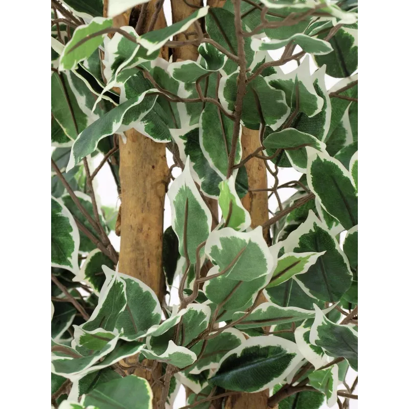 EUROPALMS Ficus benjamina argento pianta artificiale, 180 cm 82506116