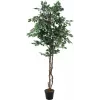 EUROPALMS Ficus benjamina argento pianta artificiale, 180 cm 82506116